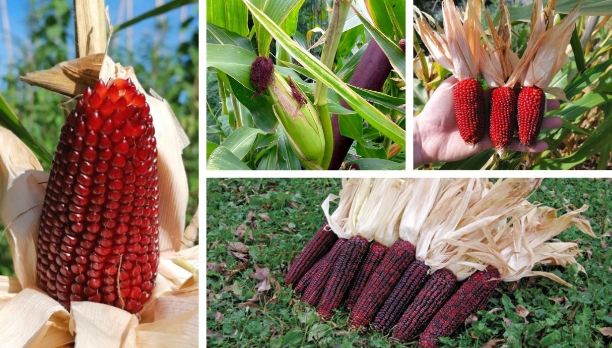 15 Seeds Corn Popcorn Corn-Strawberry 