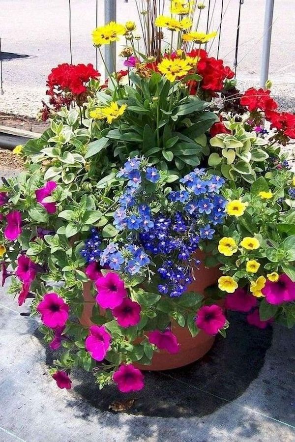 Arrangements with colorful flowers in pots for the yard, garden