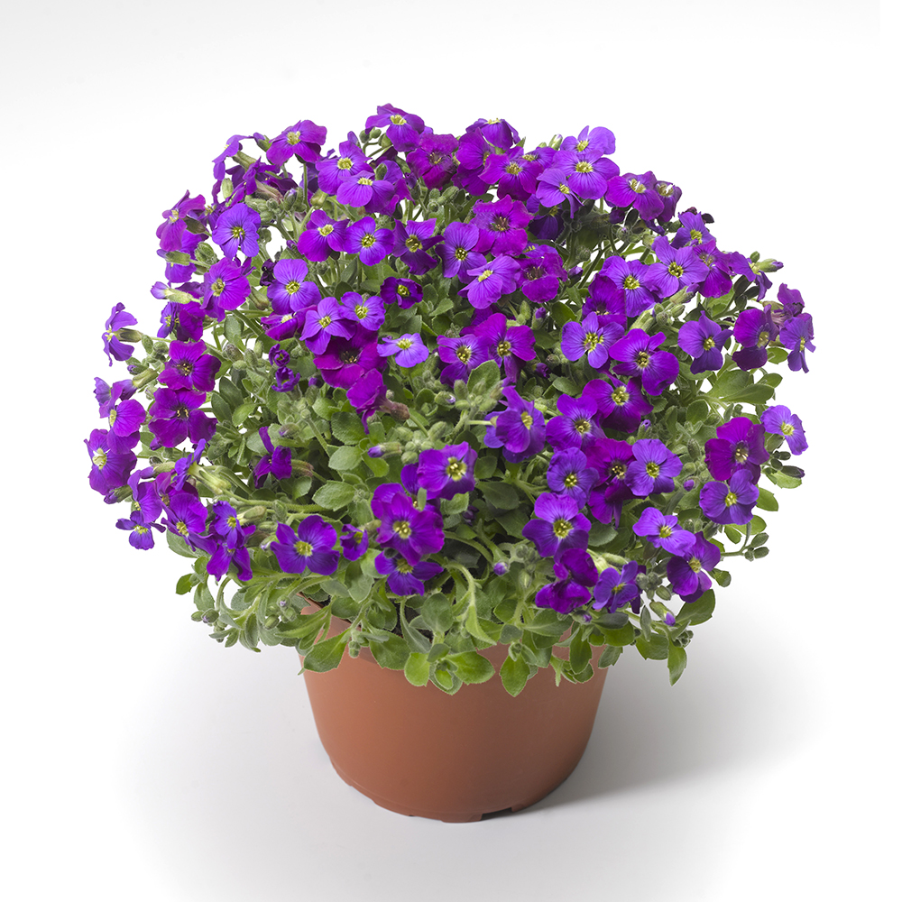 Aubrieta: A rocky ground cover beauty in your garden | My desired home