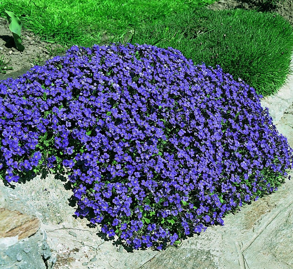 Aubrieta: A rocky ground cover beauty in your garden | My desired home