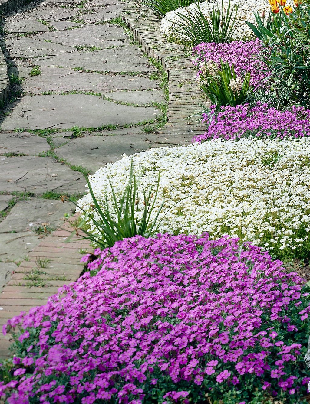 Aubrieta: A rocky ground cover beauty in your garden | My desired home