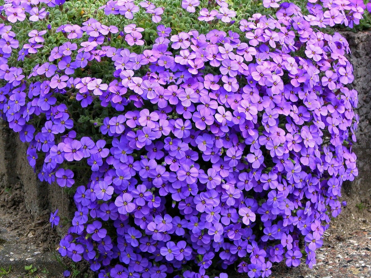 Aubrieta: A rocky ground cover beauty in your garden | My desired home