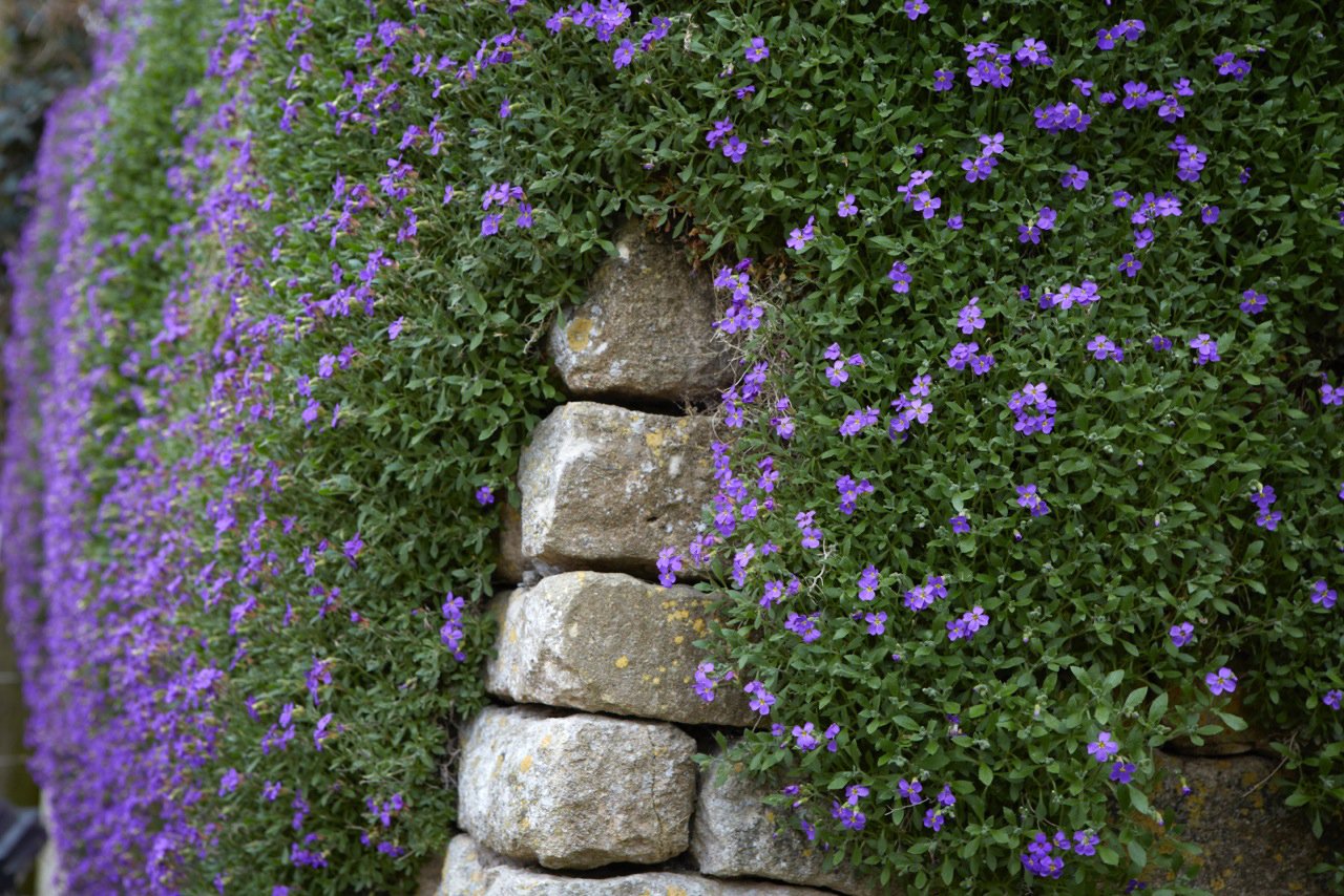 Aubrieta: A rocky ground cover beauty in your garden | My desired home