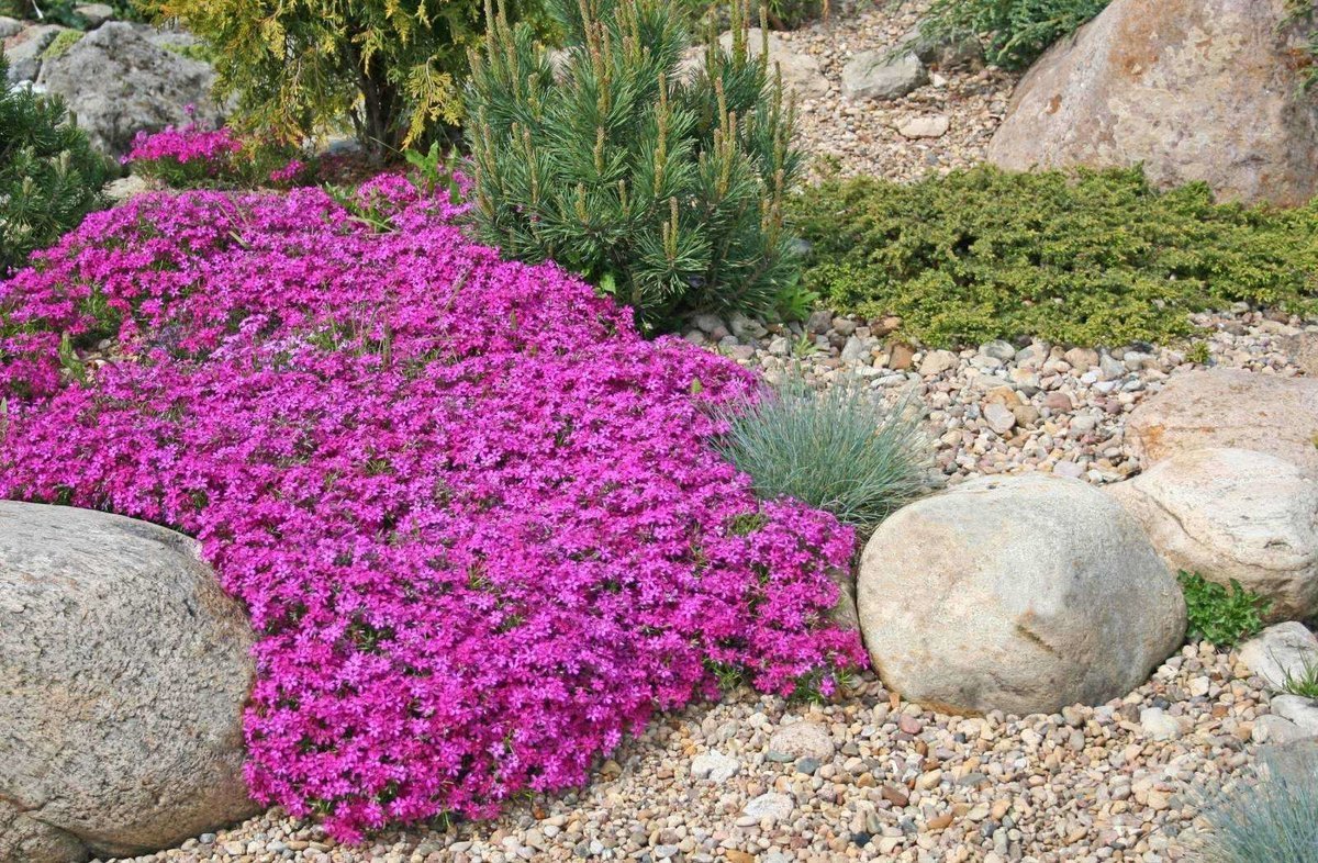 Aubrieta: A rocky ground cover beauty in your garden | My desired home