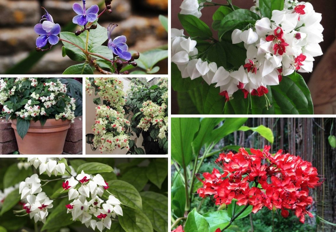 How to grow Clerodendrum or Bleeding heart vine in your pot and garden ...