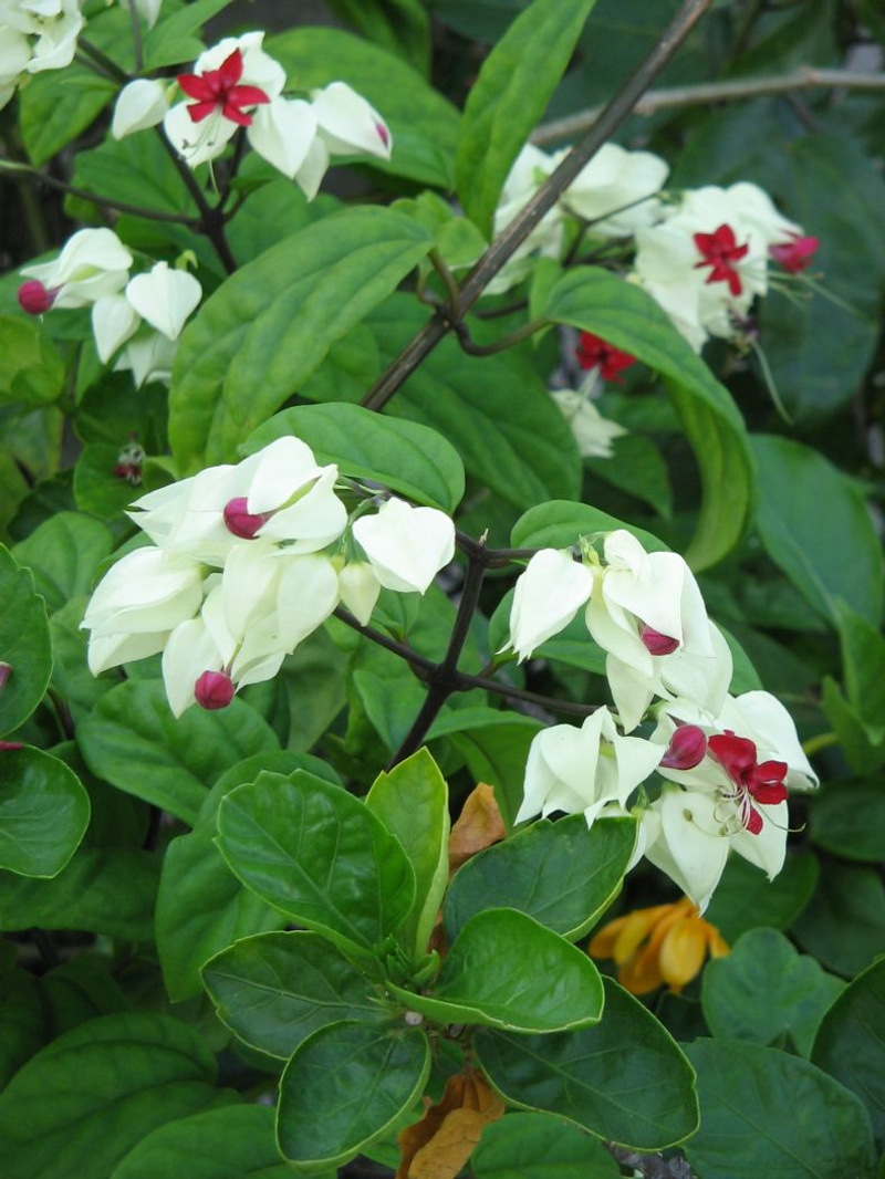 How to grow Clerodendrum or Bleeding heart vine in your pot and garden ...