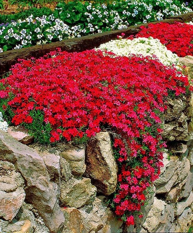 Ground Cover Flowers in a Country Bed 40 Magical inspirational ideas My desired home