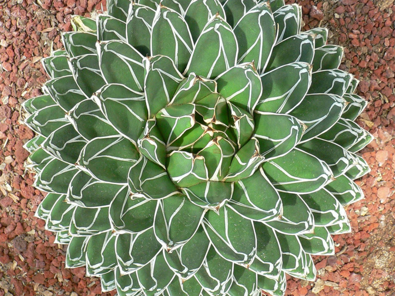 How to grow Queen Victoria Agave in your pot and garden | My desired home