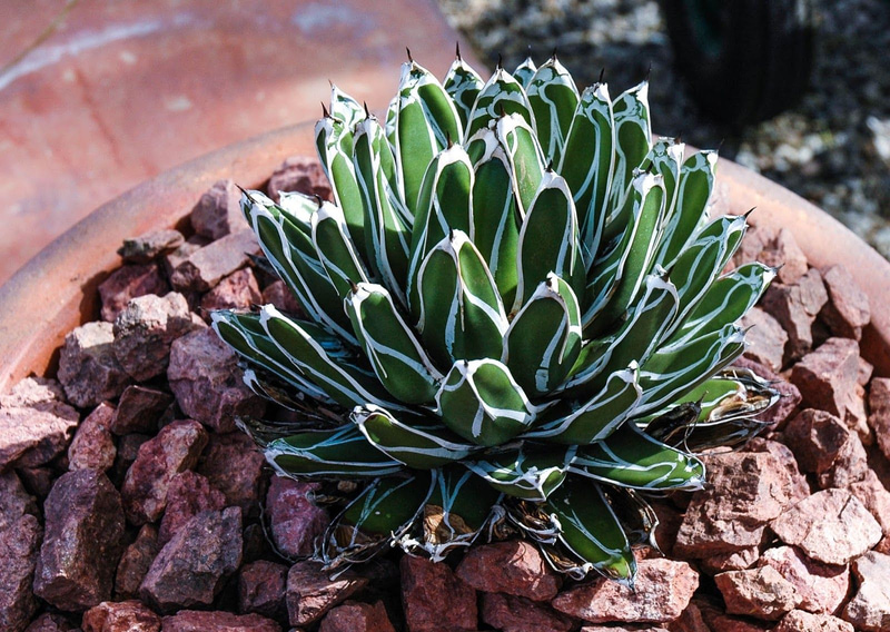 How To Grow Queen Victoria Agave In Your Pot And Garden | My Desired Home