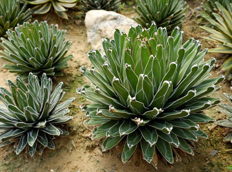 How To Grow Queen Victoria Agave In Your Pot And Garden | My Desired Home