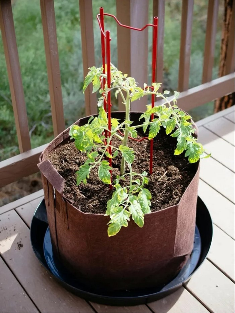 How to grow your own tomatoes and saving space - Smart ideas and tips ...
