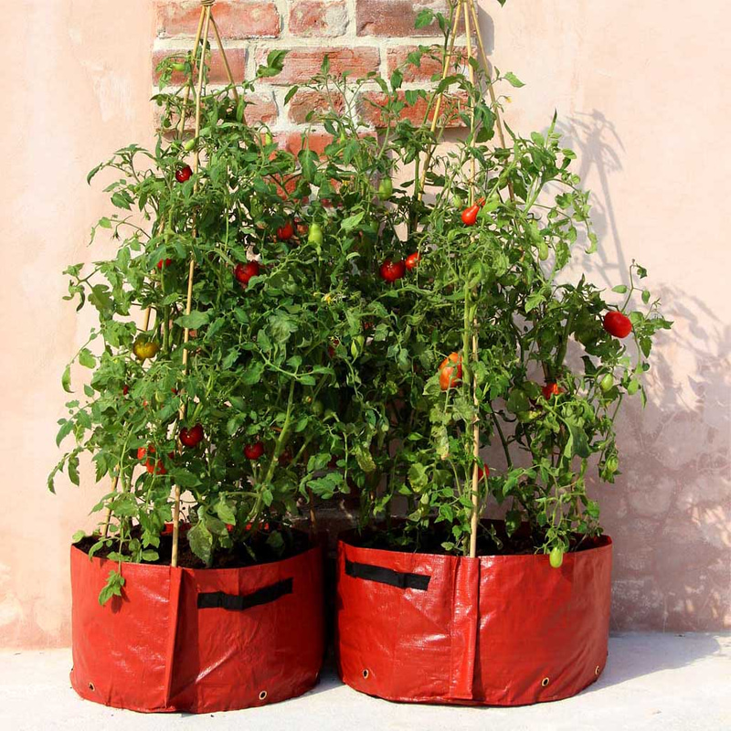 How to grow your own tomatoes and saving space - Smart ideas and tips ...