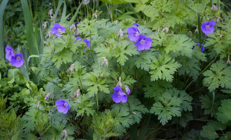 How to grow Himalayan geranium with beautiful blue flowers in your ...