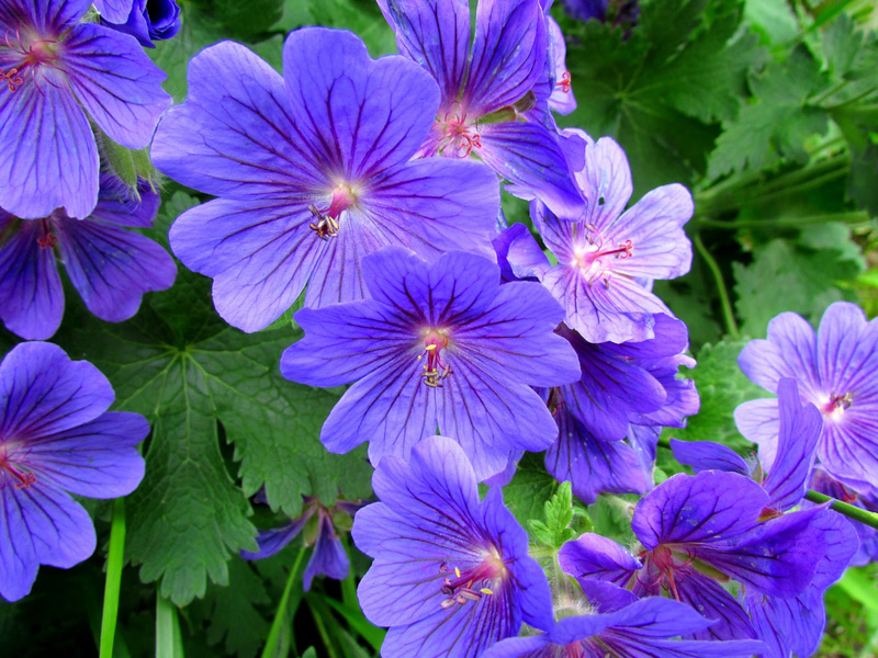 How to grow Himalayan geranium with beautiful blue flowers in your ...