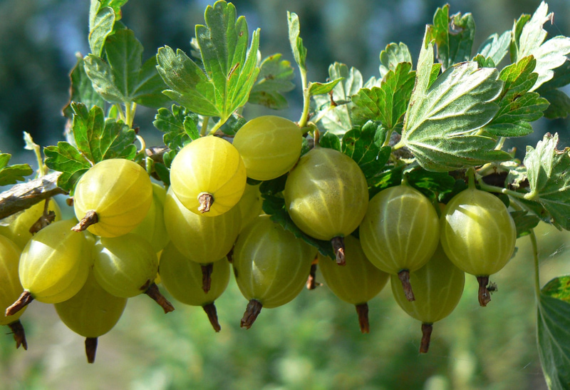 Gooseberry: how to grow this delicious fruit in your garden | My ...