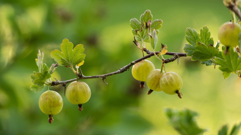 Gooseberry: how to grow this delicious fruit in your garden | My ...