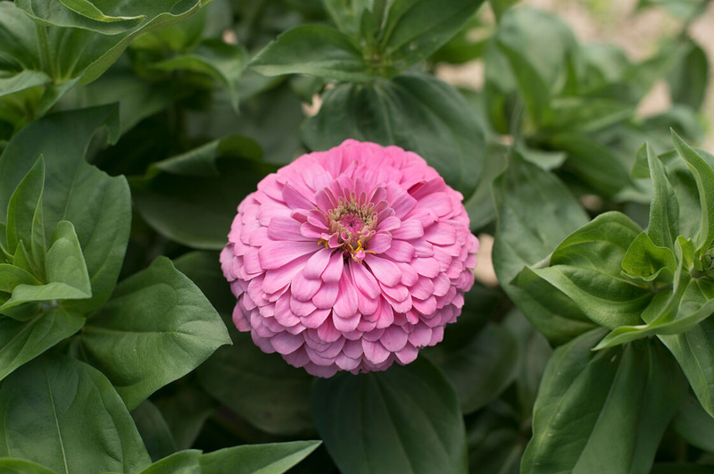 Zinnia: The Beautiful Protagonist Of Your Yard And Garden | My Desired Home