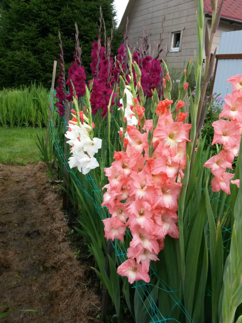 How to grow the impressive Gladiolus in your pot and garden My
