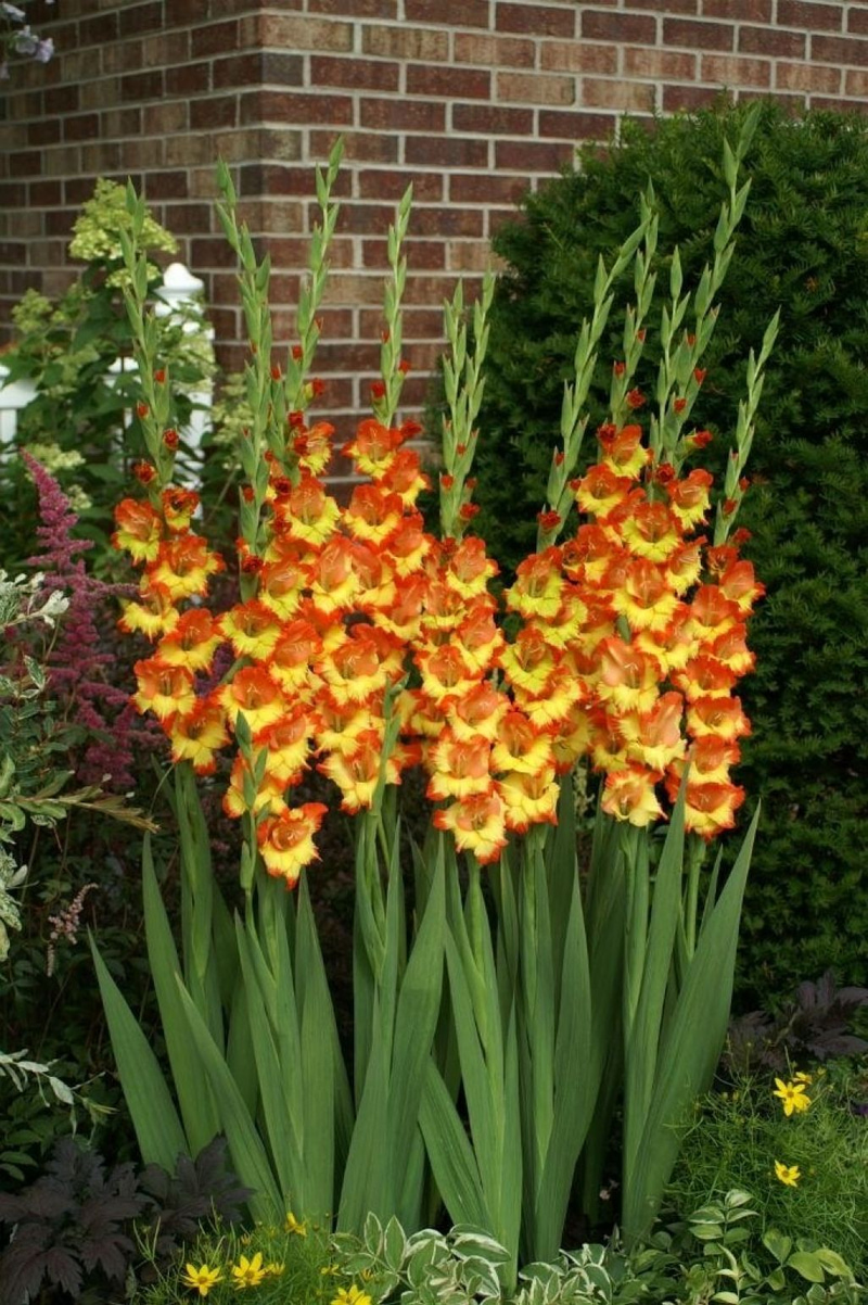 How to grow the impressive Gladiolus in your pot and garden My