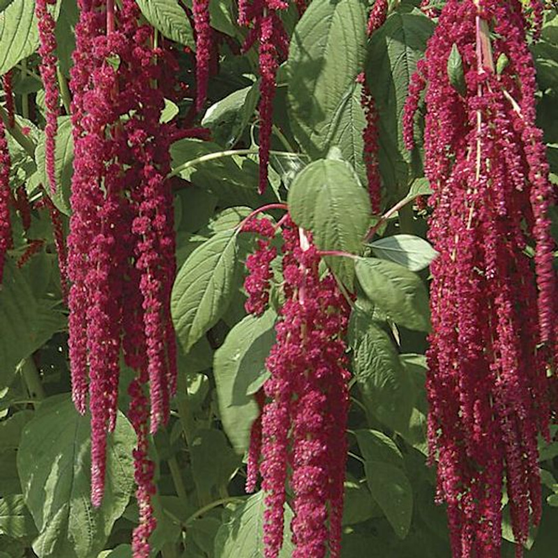 How to grow love lies bleeding or amaranthus caudatus in your pot and ...