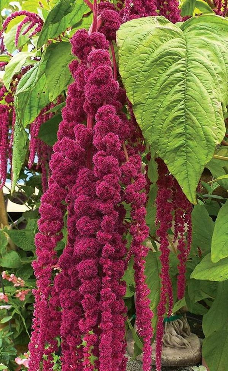 How to grow love lies bleeding or amaranthus caudatus in your pot and ...