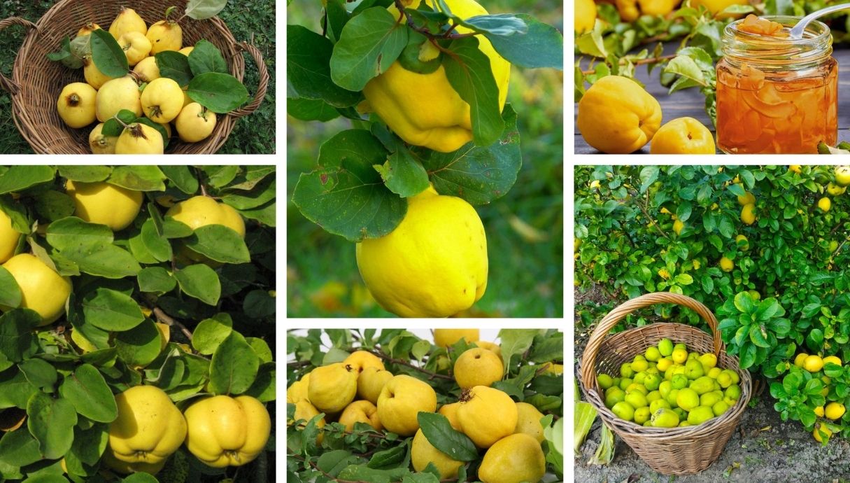 How To Grow Quince, Greece's Fruit Of The Gods, In Your Garden | My ...