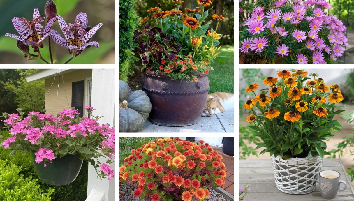 Hardy autumn plants for containers Flowering plants that beautify the