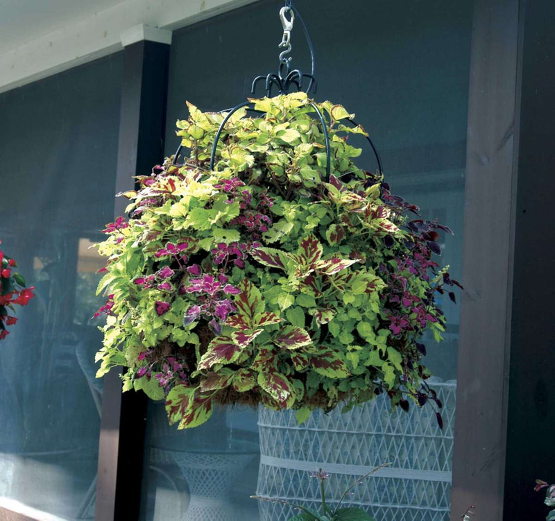 How to grow Coleus in a flowerpot - 30 inspirational ideas | My desired ...