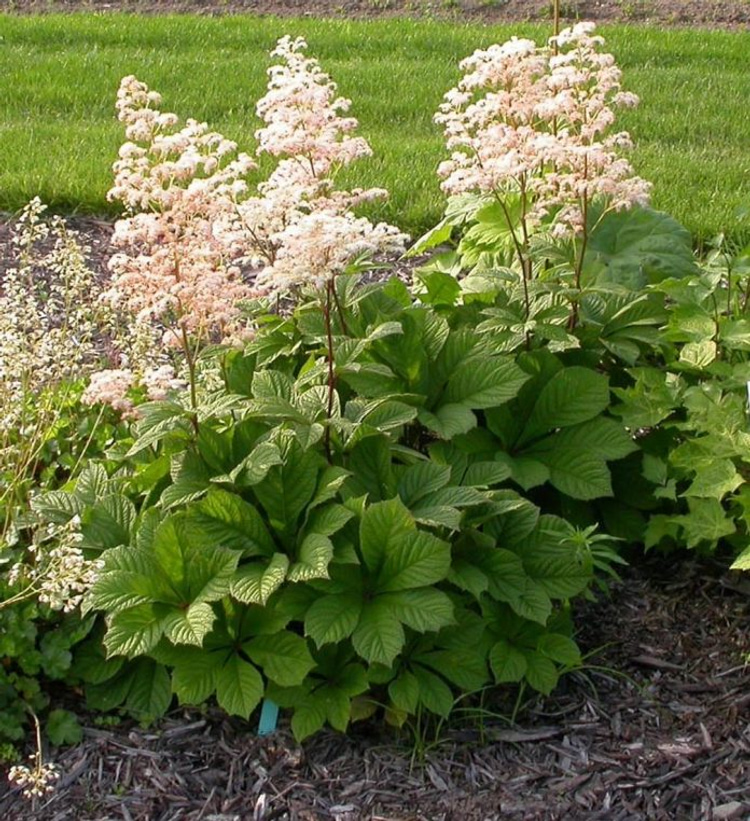 Growing Rodgersia: varieties, reproduction, planting, care - 33 ideas ...