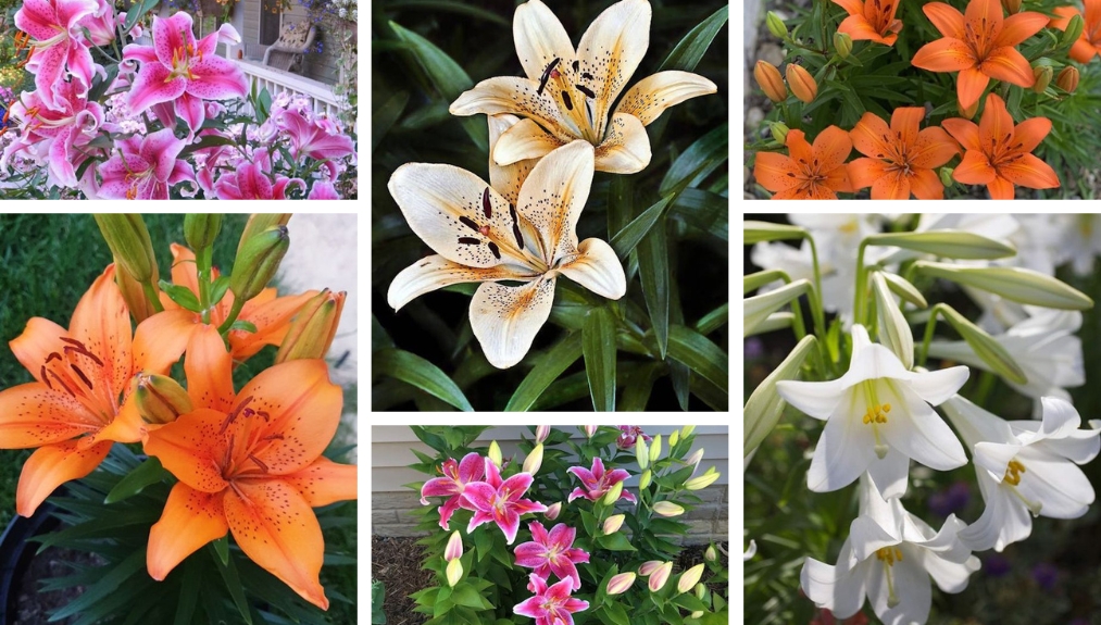 All about Lilies Flowers with absolutely intoxicating,