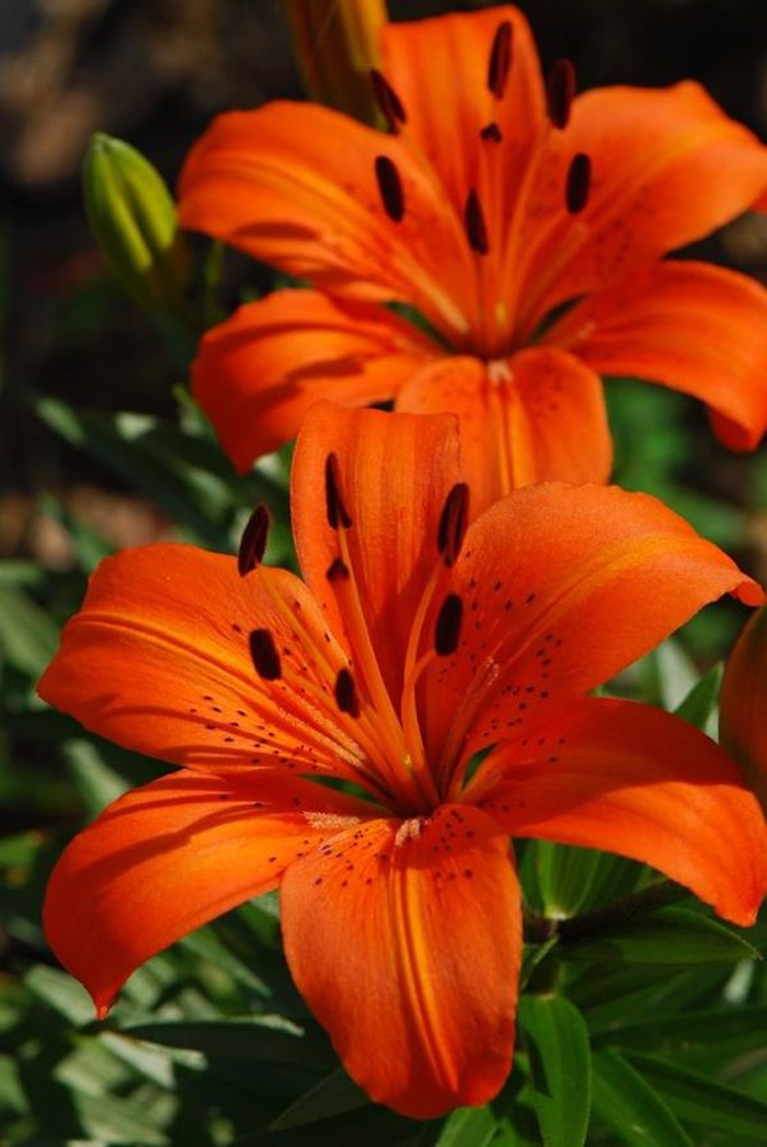 All about Lilies - Flowers with absolutely intoxicating, gorgeous ...