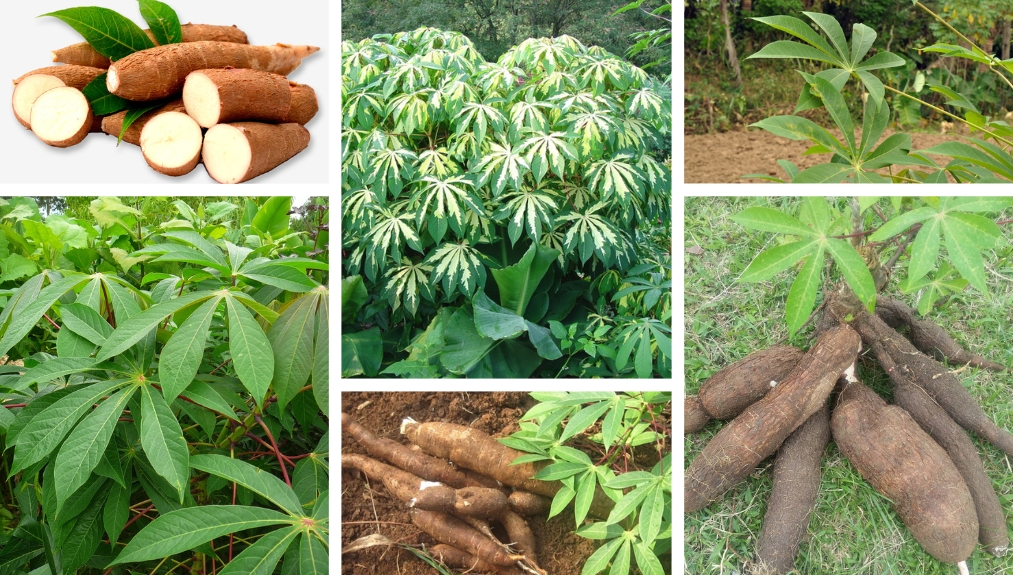 Cassava, The Popular Root Vegetable And How To Grow It In Your Garden ...