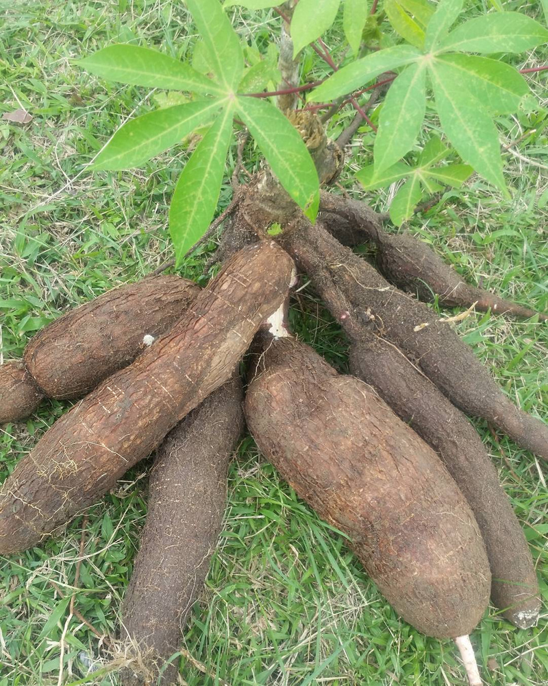 Cassava, The Popular Root Vegetable And How To Grow It In Your Garden ...