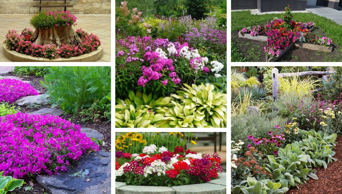 Perennial flower bed for beginners: 53 design and ready-made schemes ...