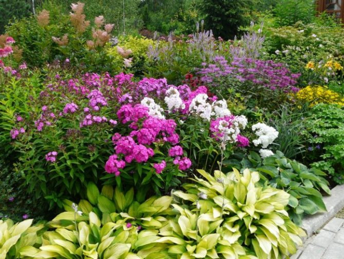 Perennial flower bed for beginners 53 design and readymade schemes