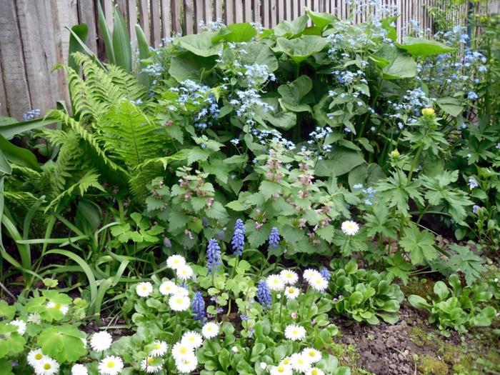 Perennial flower bed for beginners 53 design and readymade schemes