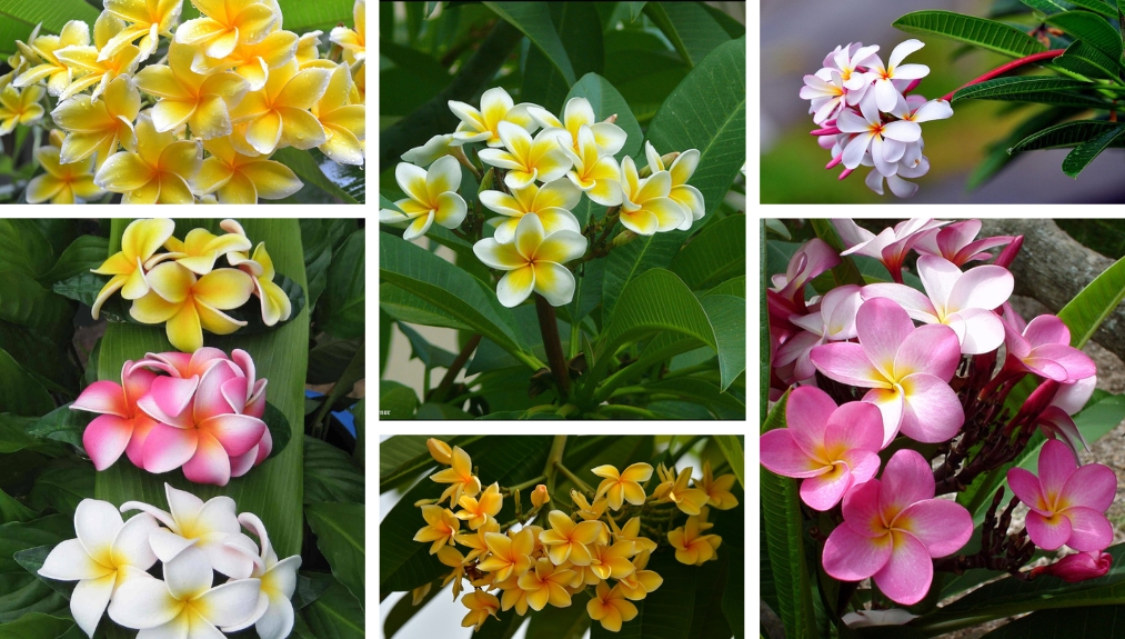 Plumeria An Enchanting Plant with Flowers and the Most