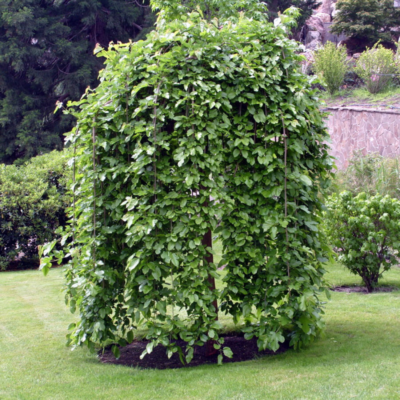 Weeping mulberry: An excellent addition to landscape design | My ...