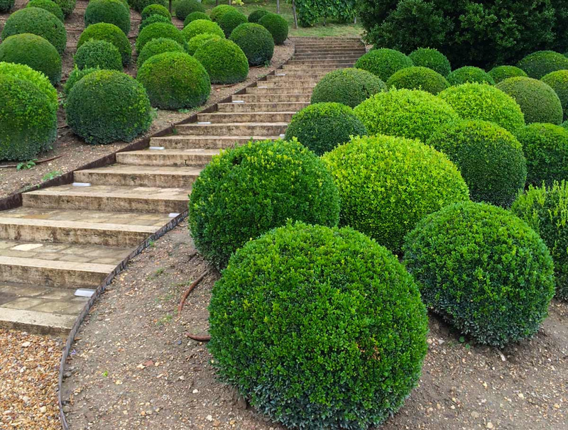 Boxwood, a hardy and easy-to-shape shrub for flower beds and pots | My ...