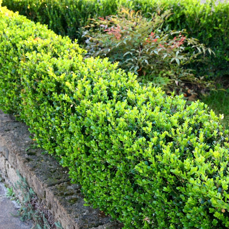 Boxwood, a hardy and easy-to-shape shrub for flower beds and pots | My ...