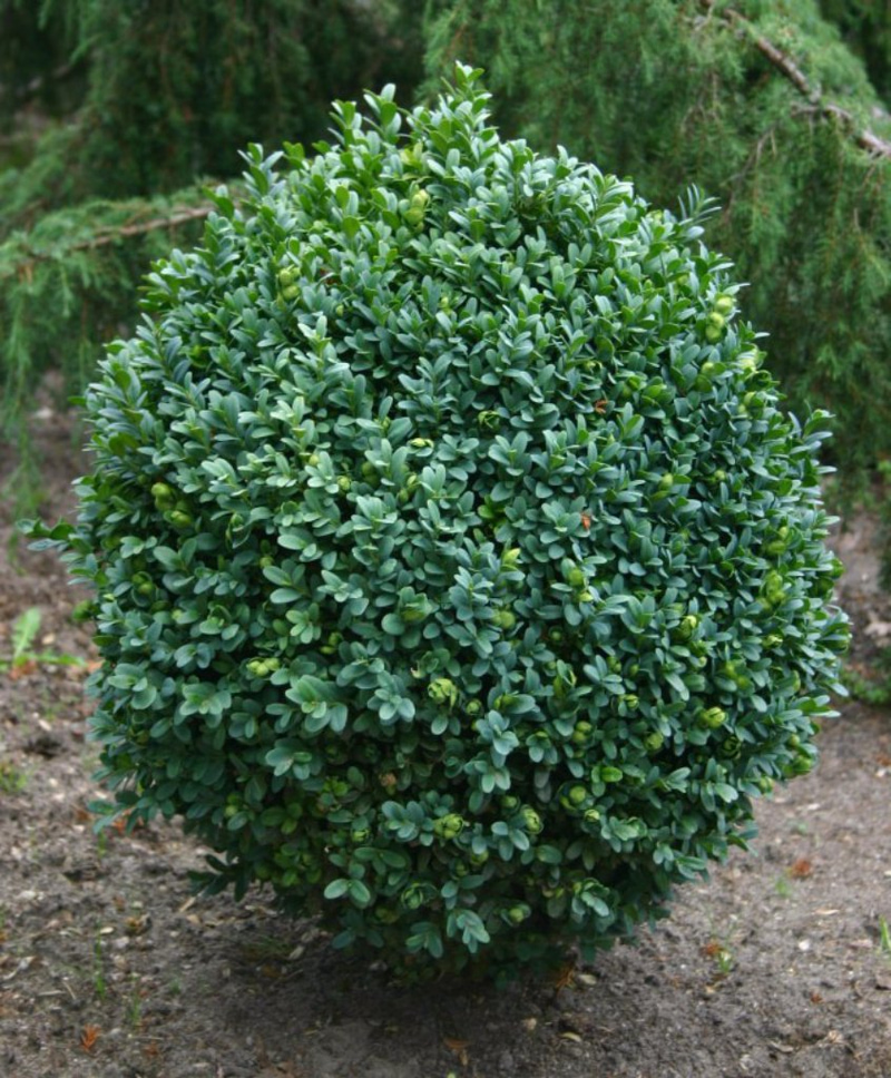 Boxwood, a hardy and easy-to-shape shrub for flower beds and pots | My ...