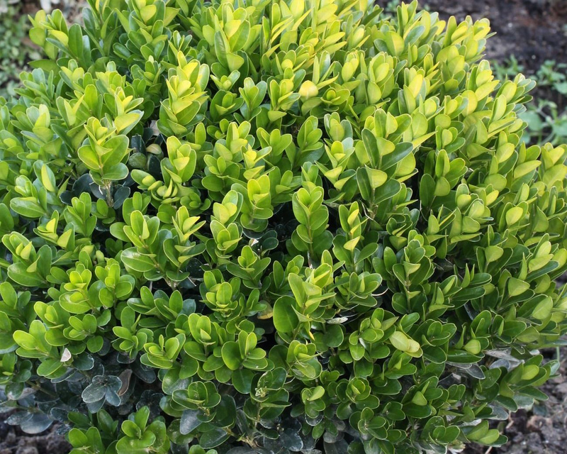 Boxwood, a hardy and easy-to-shape shrub for flower beds and pots | My ...