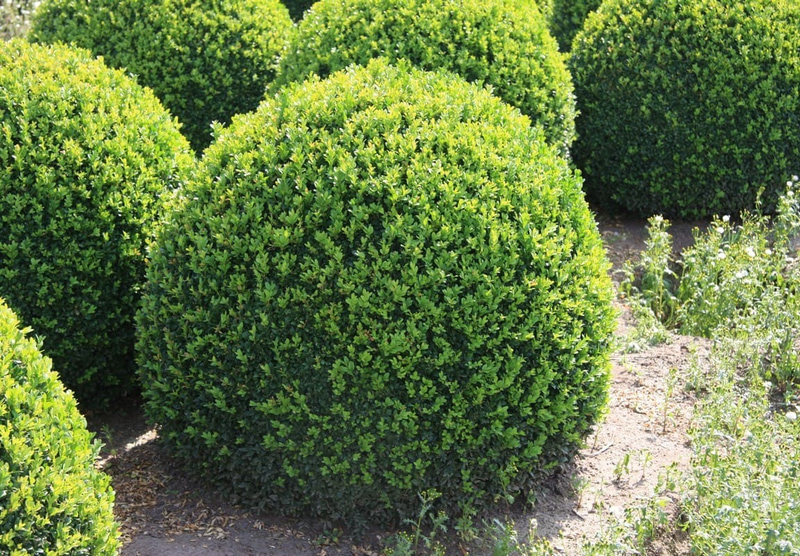 Boxwood, A Hardy And Easy-to-shape Shrub For Flower Beds And Pots 