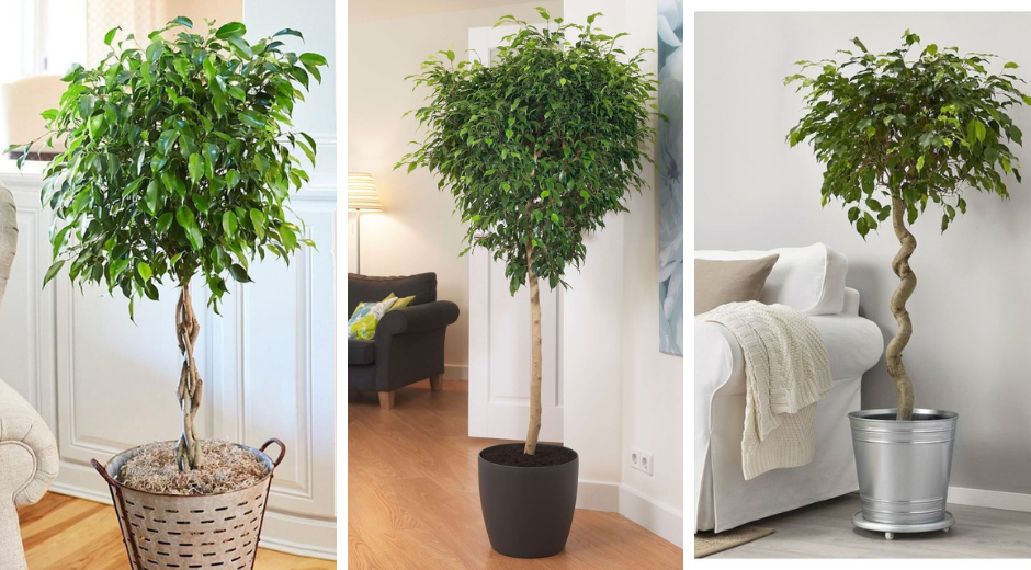 Ficus Benjamin in interior design – 40 inspiring ideas for every space ...