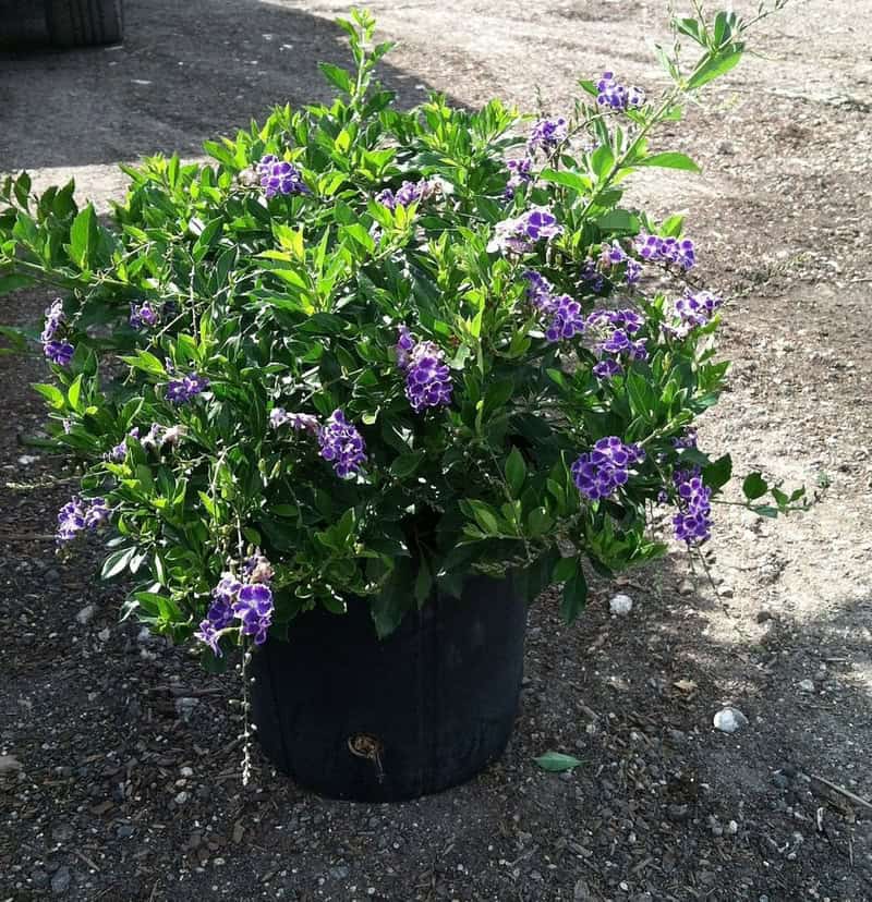 Duranta: A Purple Explosion: Discovering the Beauty and Care of her ...