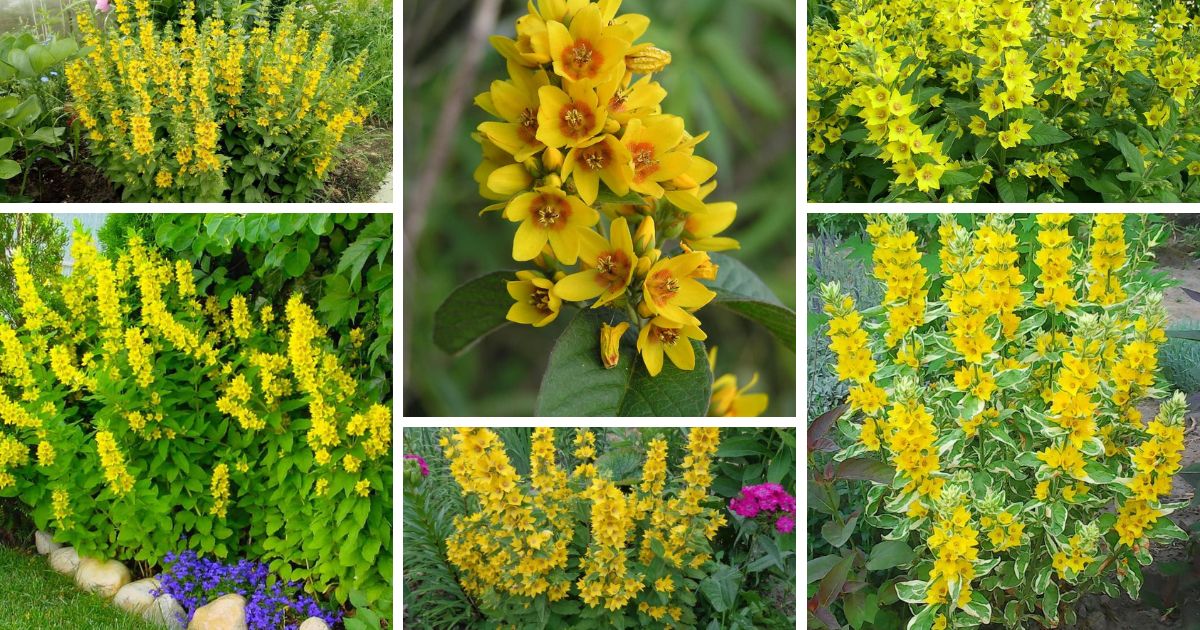 How to Grow Lysimachia Flower Varieties and Landscaping Appeal My